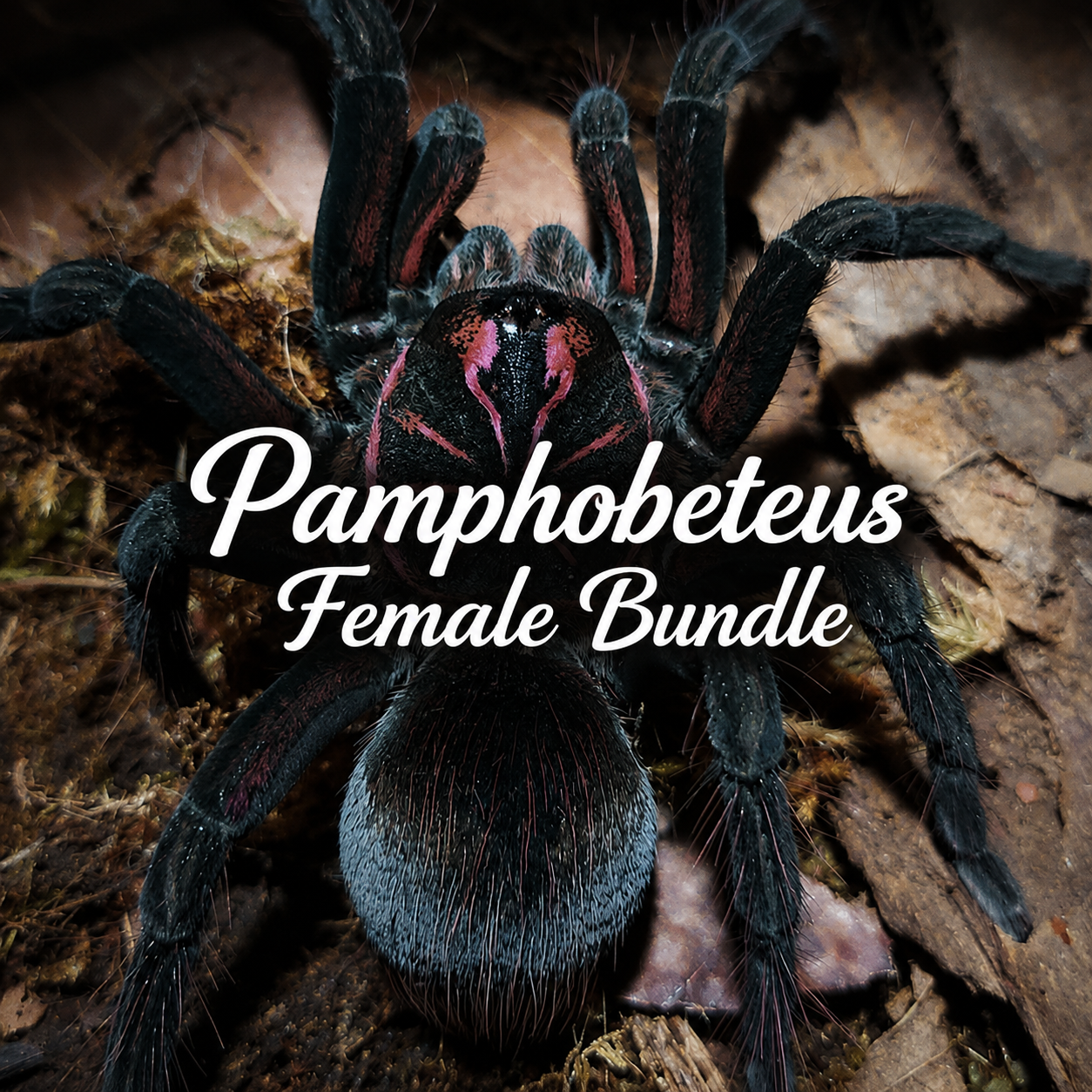 Pamphobeteus-Bundle-Female.png