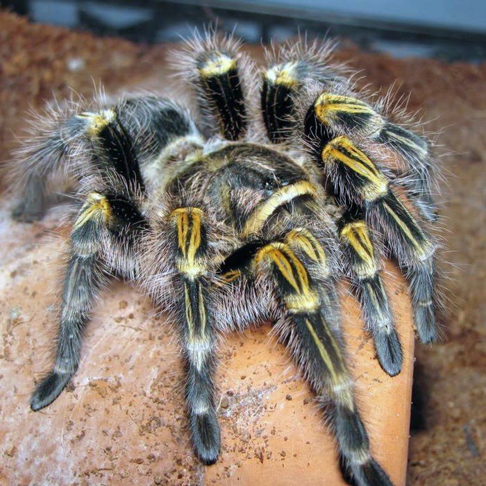 Grammostola pulchripes (Bulk of 20) Sling 2cm