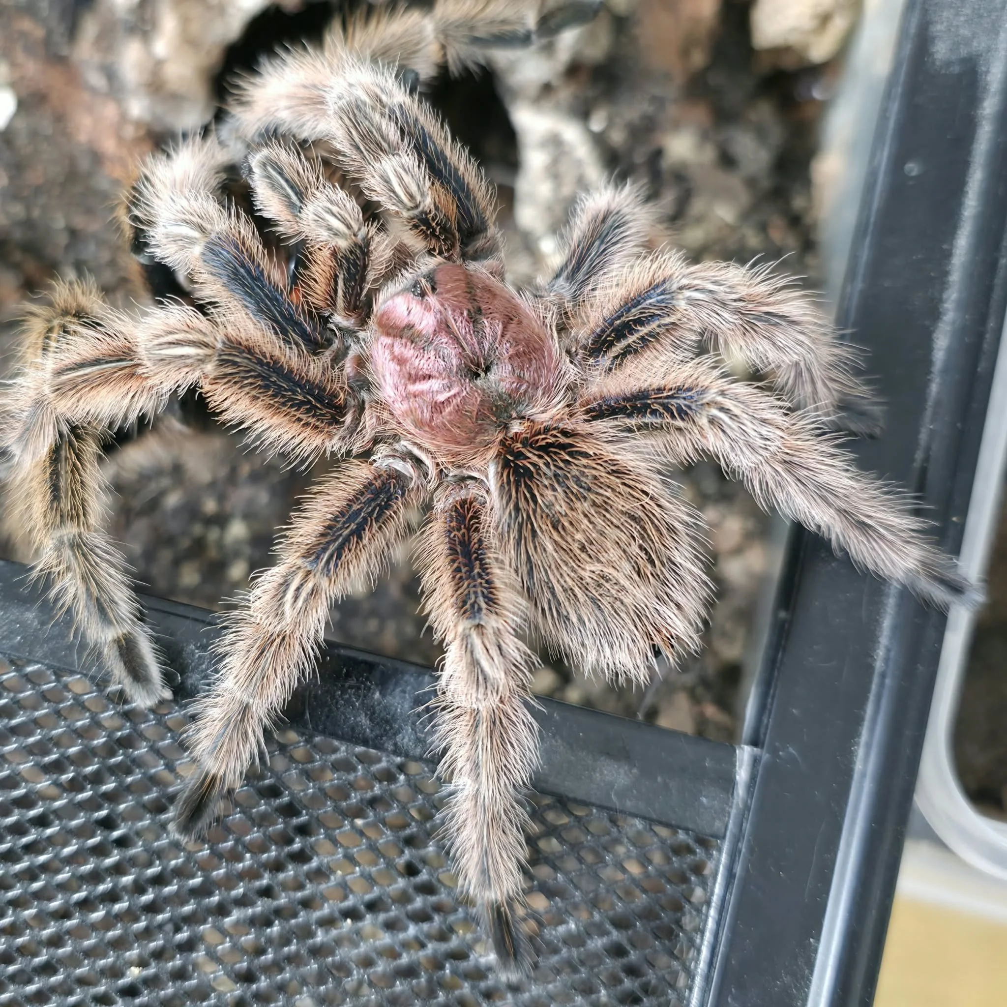 Grammostola Rosea Red Mature Male