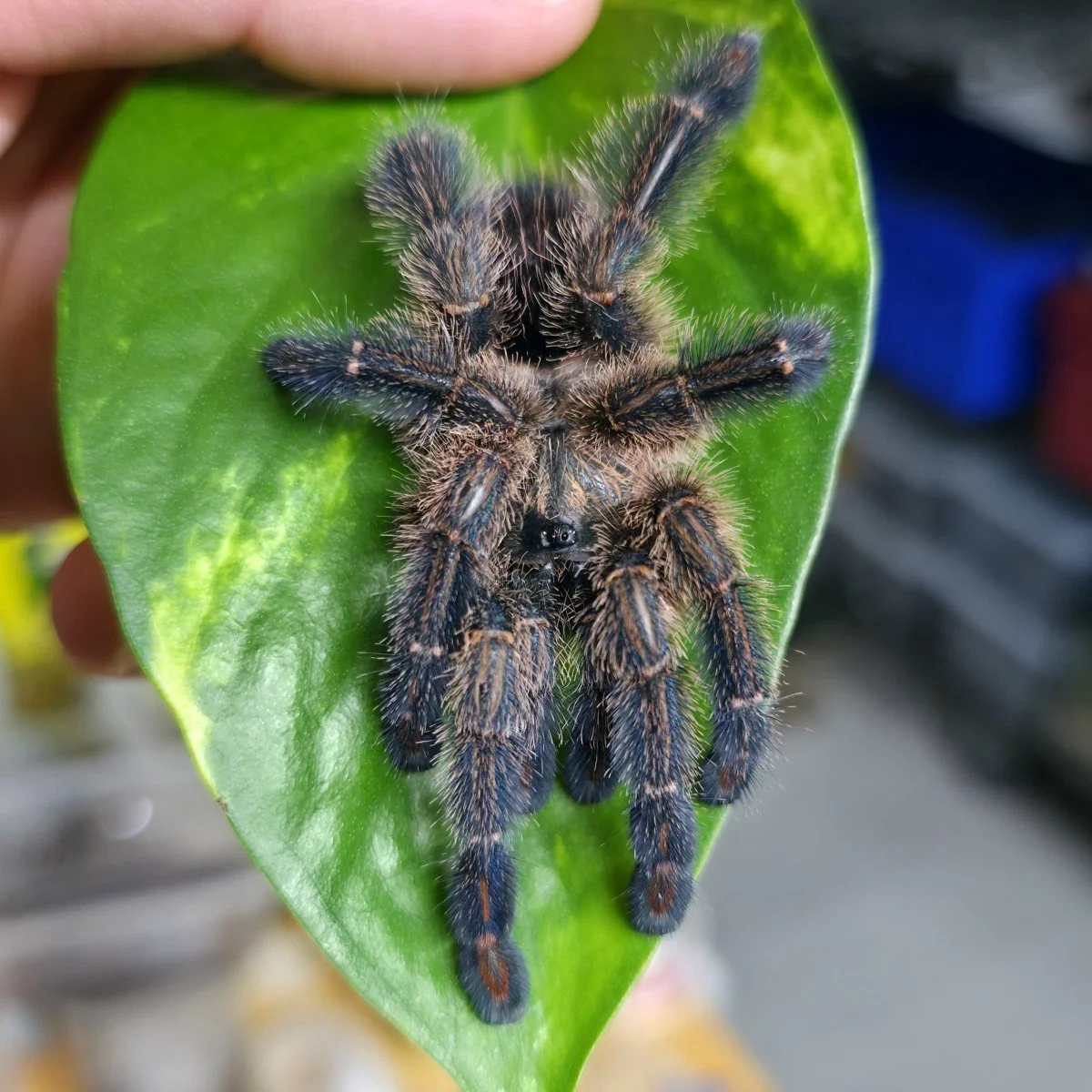 Ybyrapora diversipes (Amazon Sapphire Pink Toe) Sling 2cm