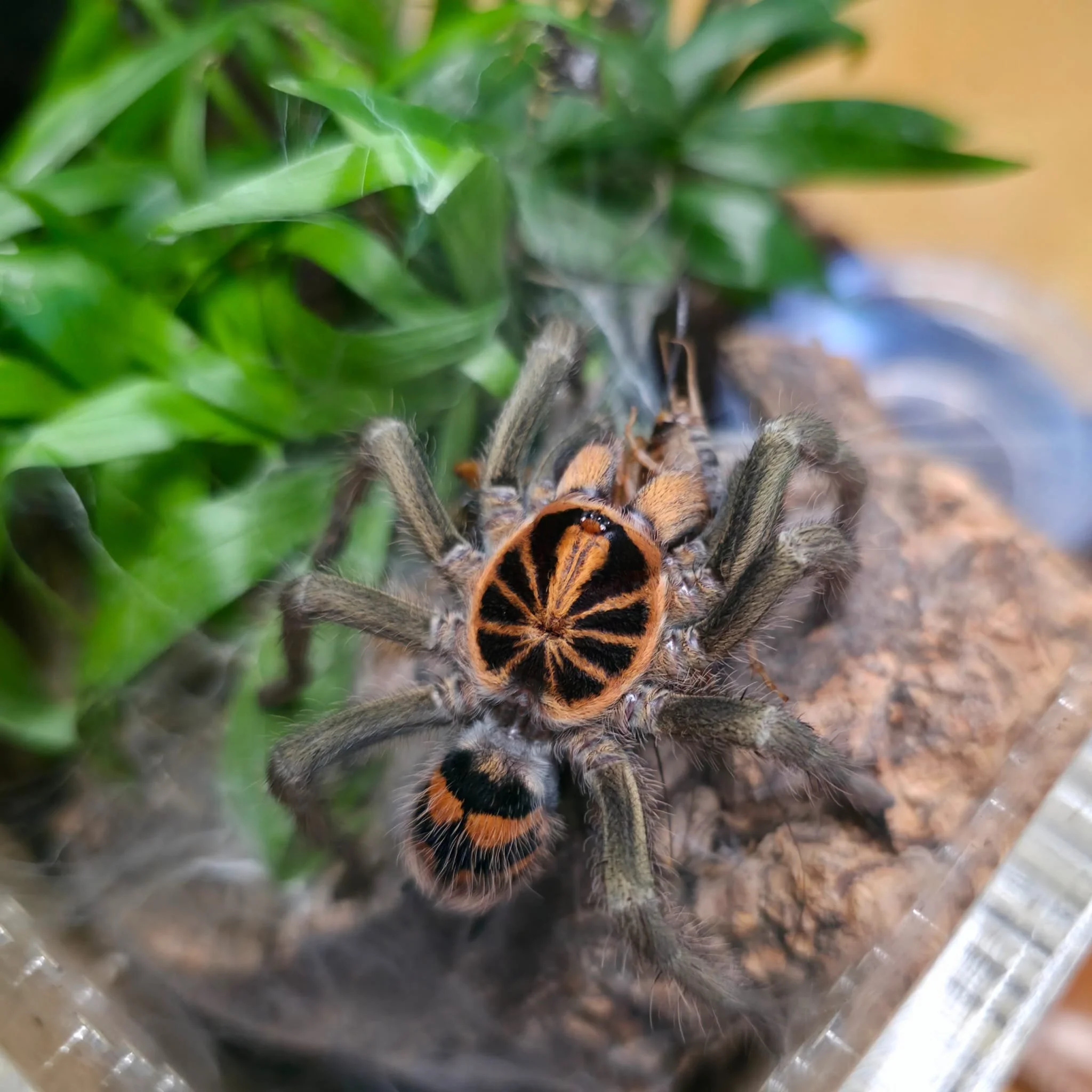 Hapalopus Planetearth-04.jpeg