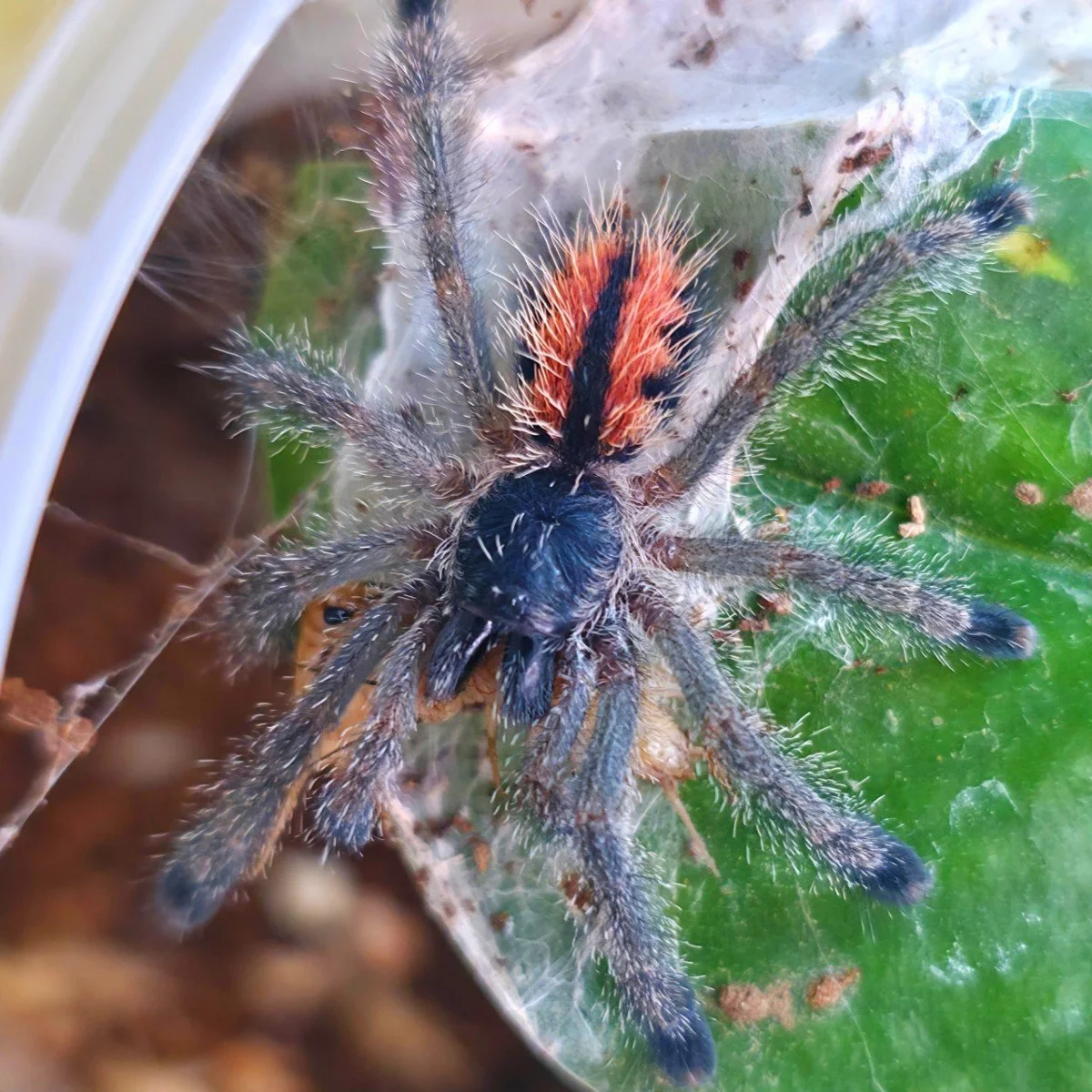 Avicularia geroldi (Gerold's Pinktoe) Sling 4cm