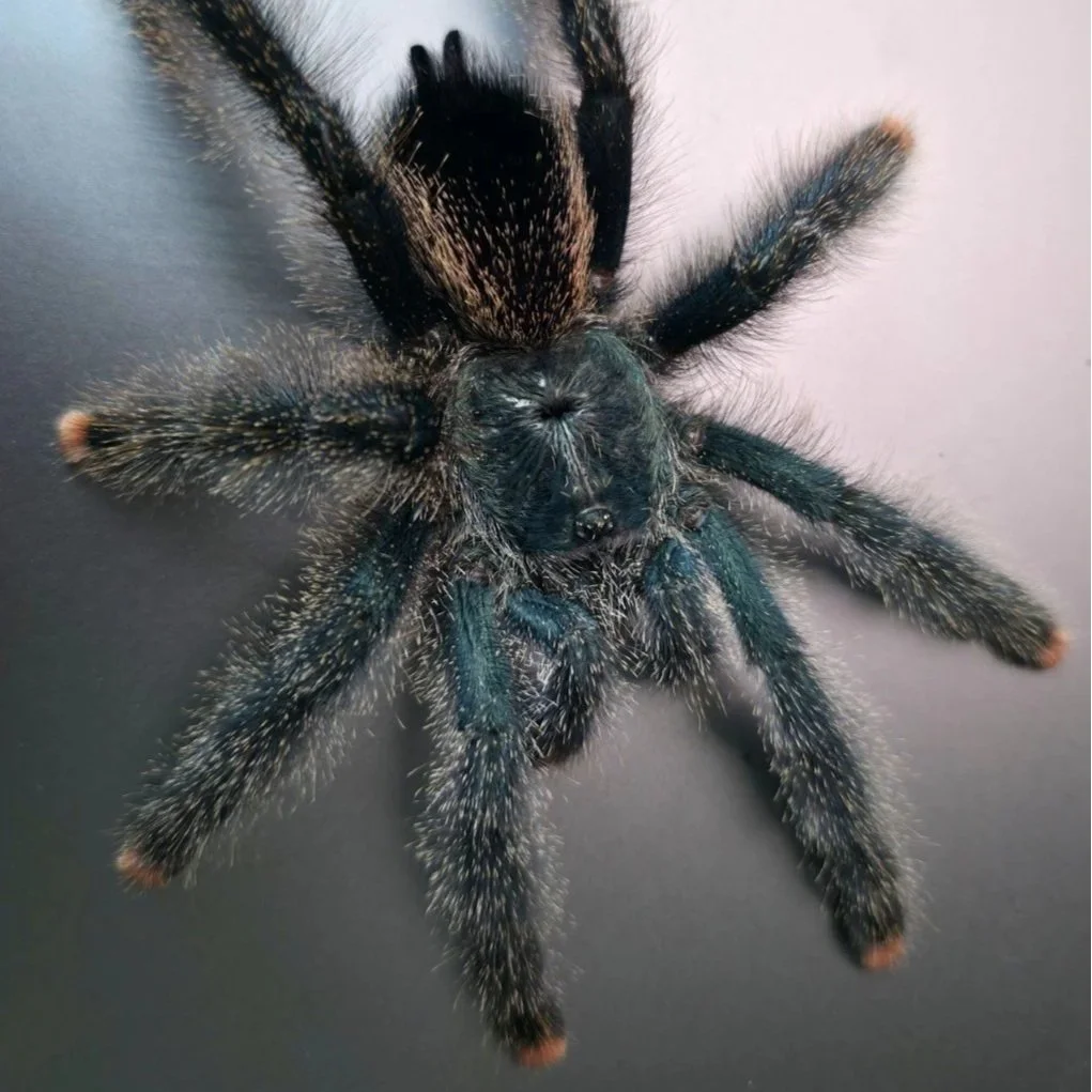Avicularia metallica (Metallic Pinktoe) Sling 1-2cm