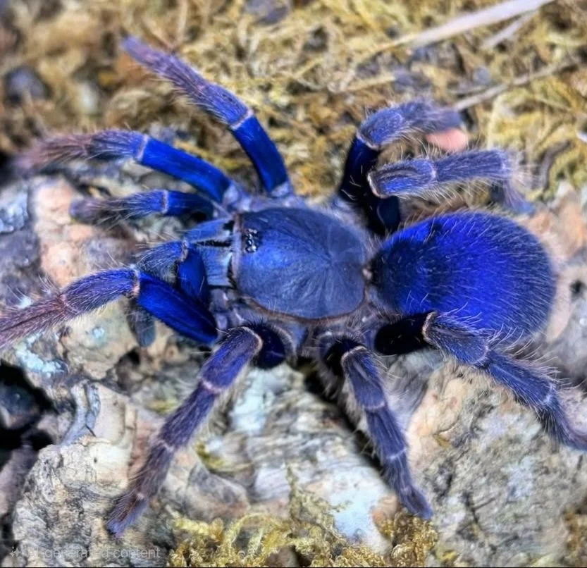 Psednocnemis brachyramosa (Malaysian Blue Femur) Juvenile 3-4cm
