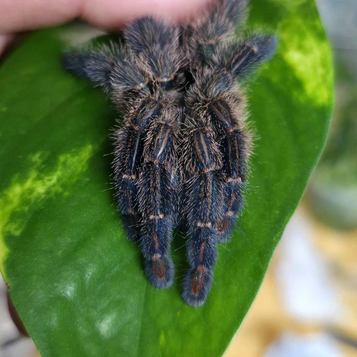ybyrapora-diversipes-amazon-sapphire-pink-toe-4.jpg