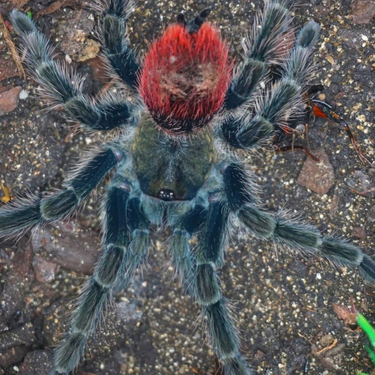 Thrixopelma ockerti (Peruvian Flame Rump) Juvenile 5cm