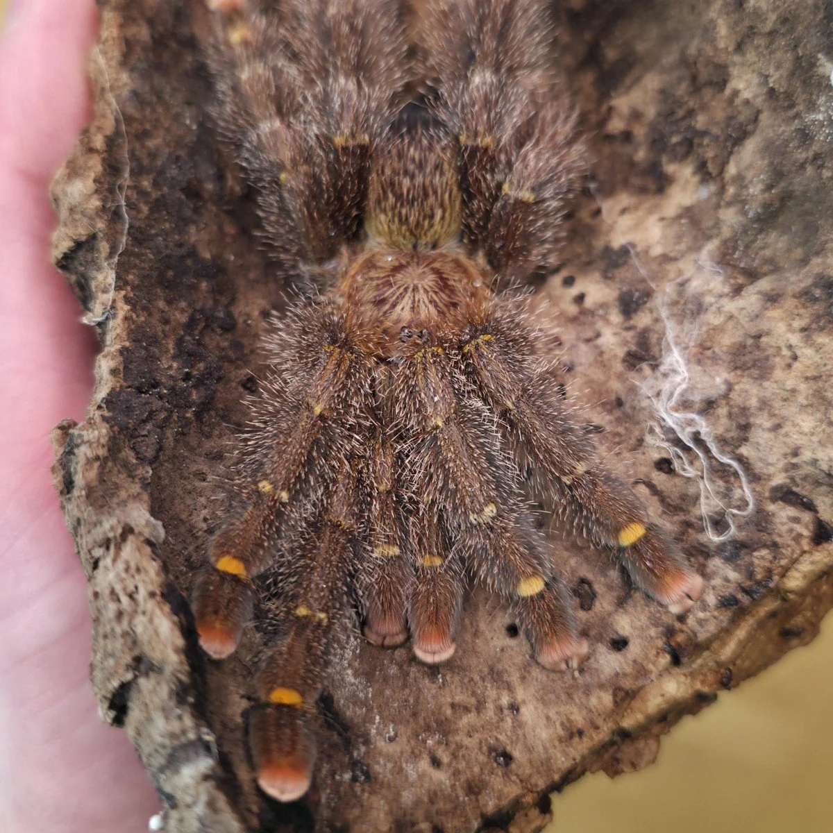 Avicularia rufa (Brazil) Juvenile Female 8cm