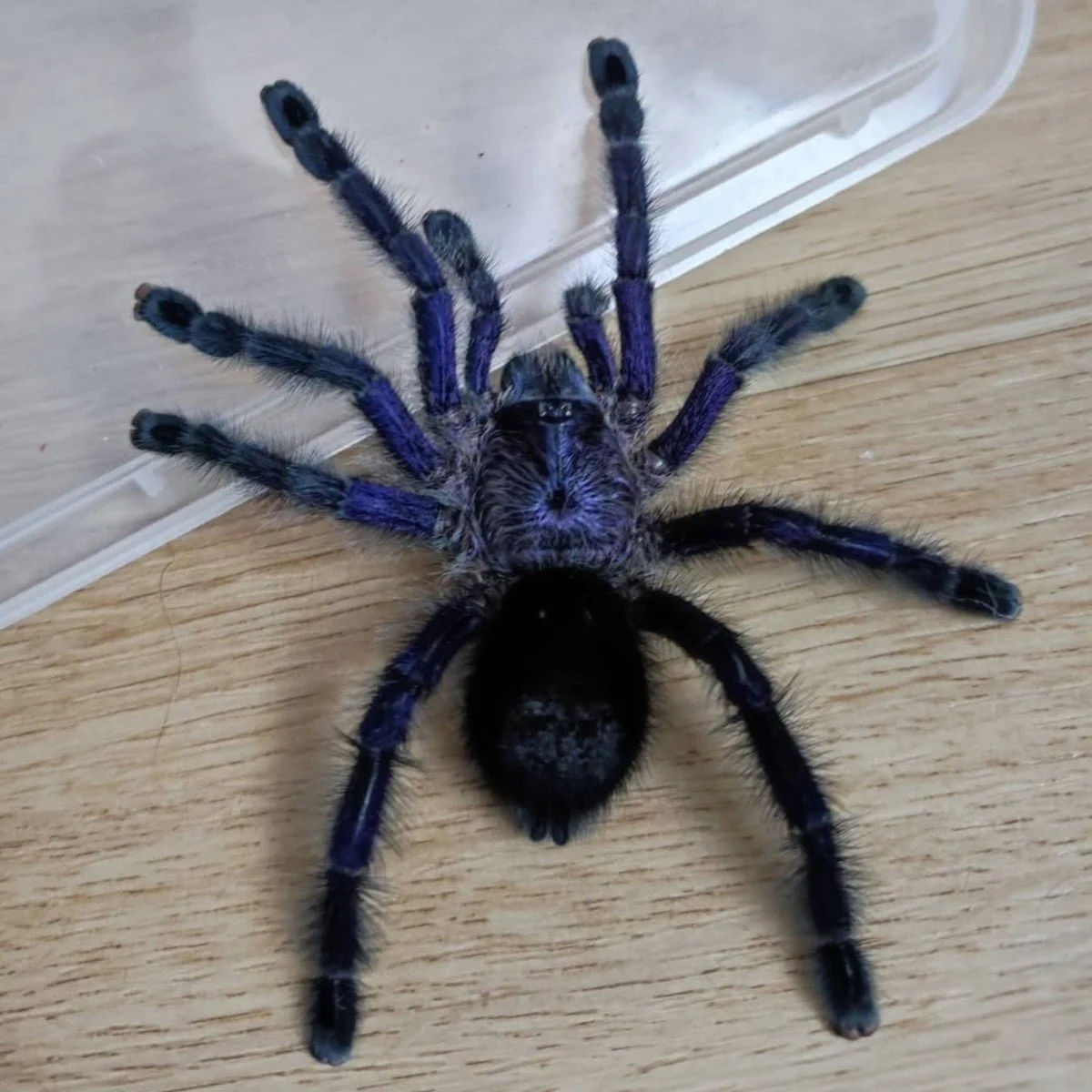 avicularia-purpurea-ecuador-purple-pinktoe-4.jpg