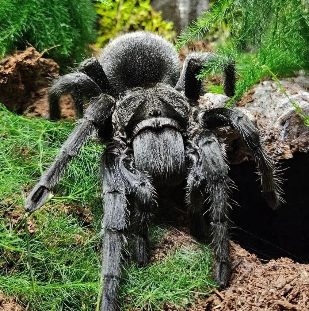 grammostola-pulchra-brazilian-black-2.jpg