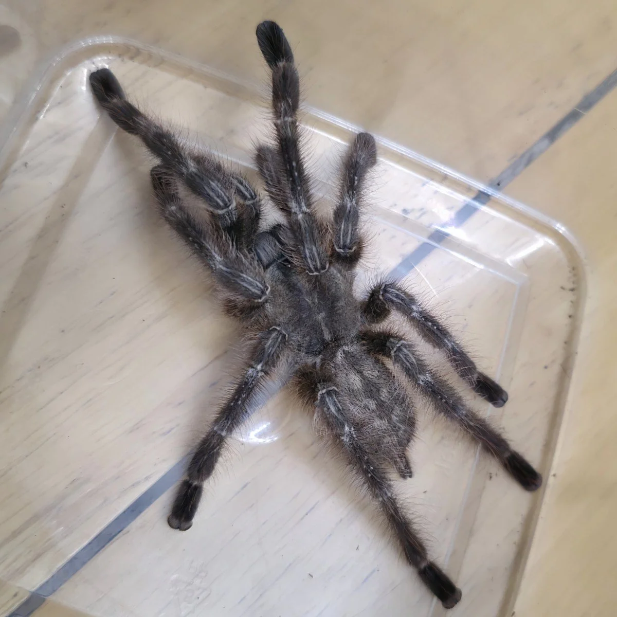 Poecilotheria tigrinawesseli (Tiger Ornamental) Adult Male