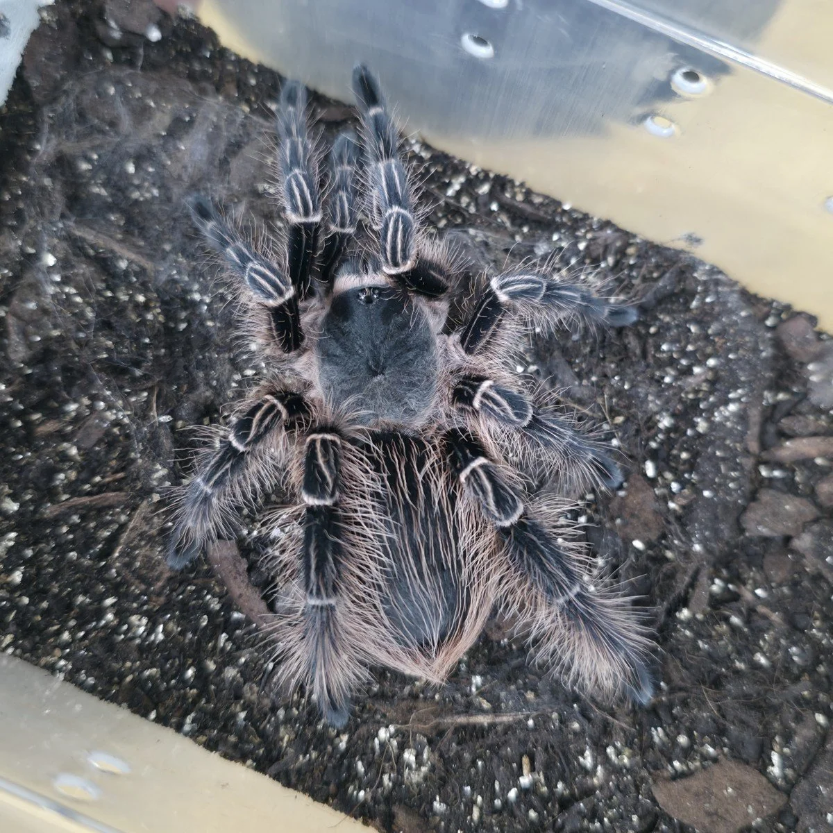 Eupalaestrus larae Juvenile Female 5cm