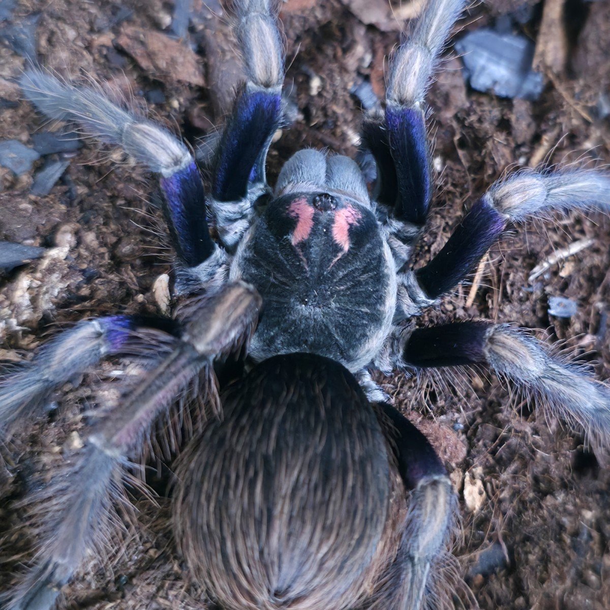 pamphobeteus-ultramarinus-ecuadorian-birdeater-3.jpg