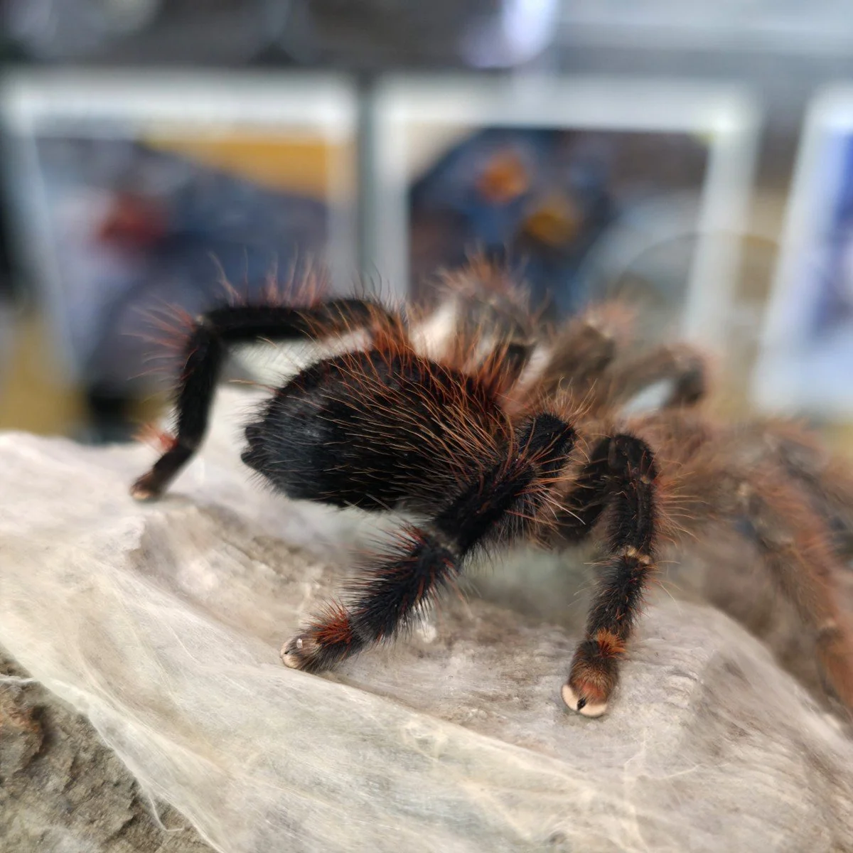 avicularia-lynnae-black-stripe-pinktoe-4.jpg