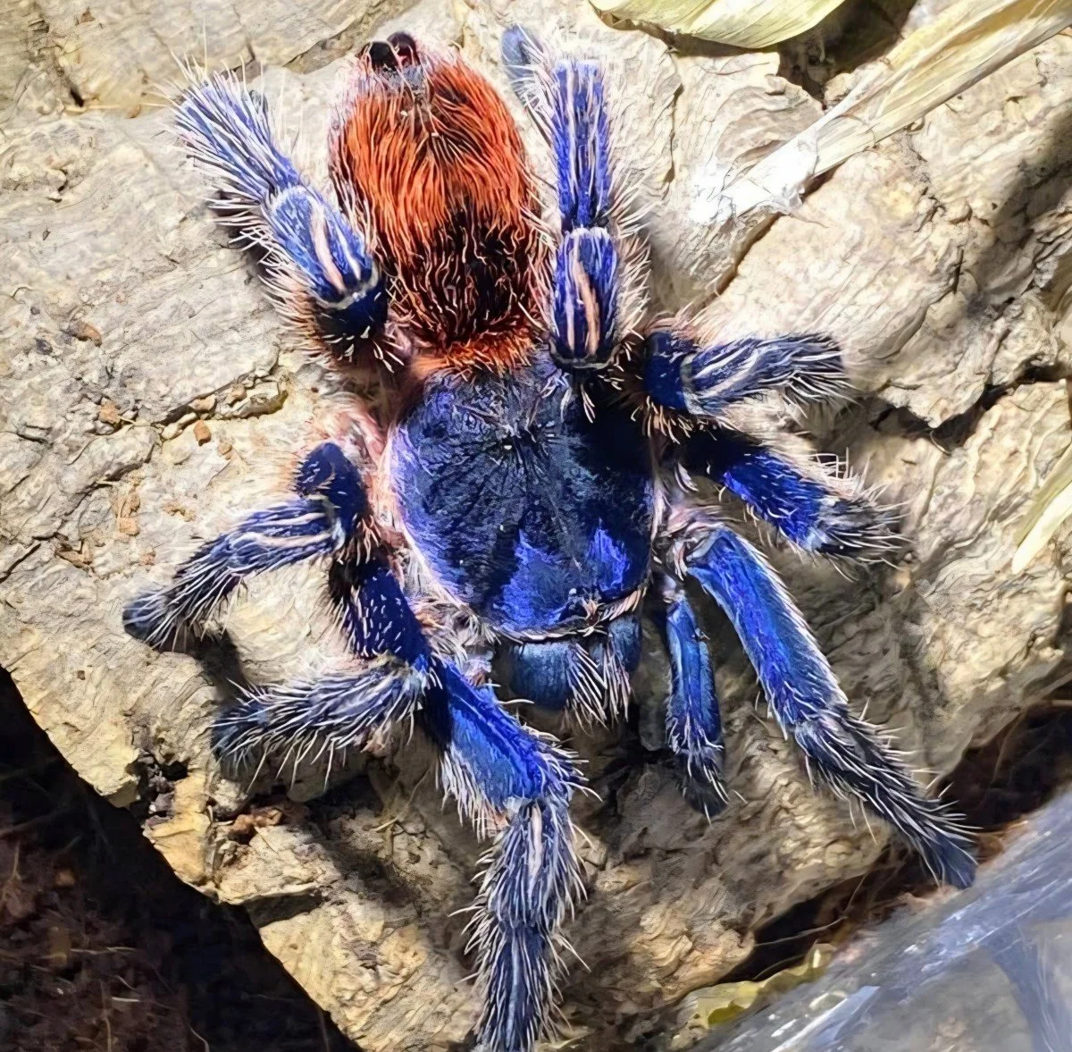 Thrixopelma cyaneolum (Red) Juvenile Female 4cm