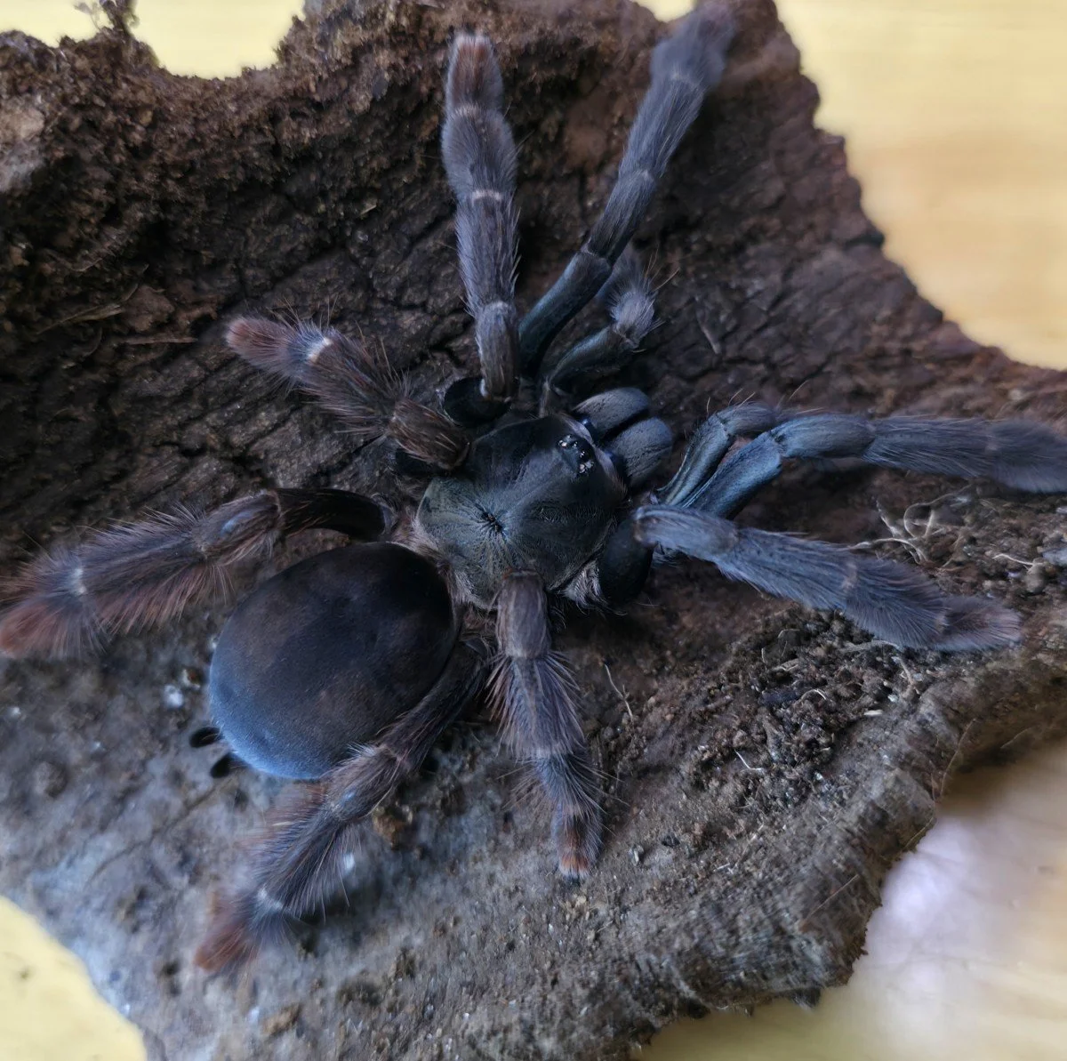 Amazonius sp. Caqueta Adult Female