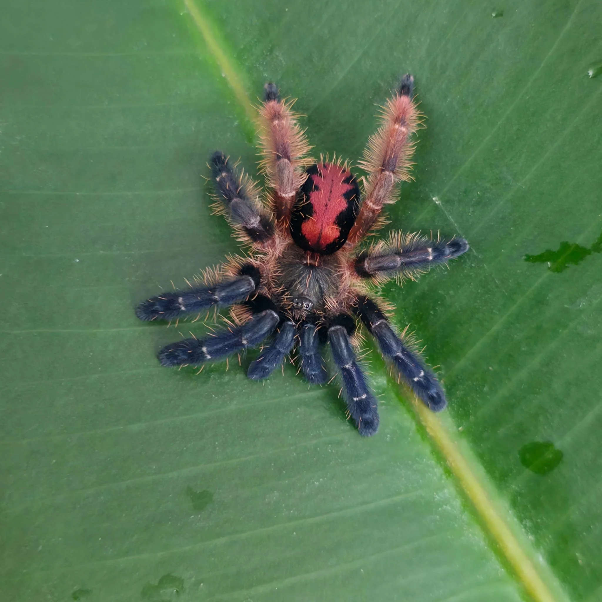Typhochlaena cf. paschoali Adult Female Tarantula