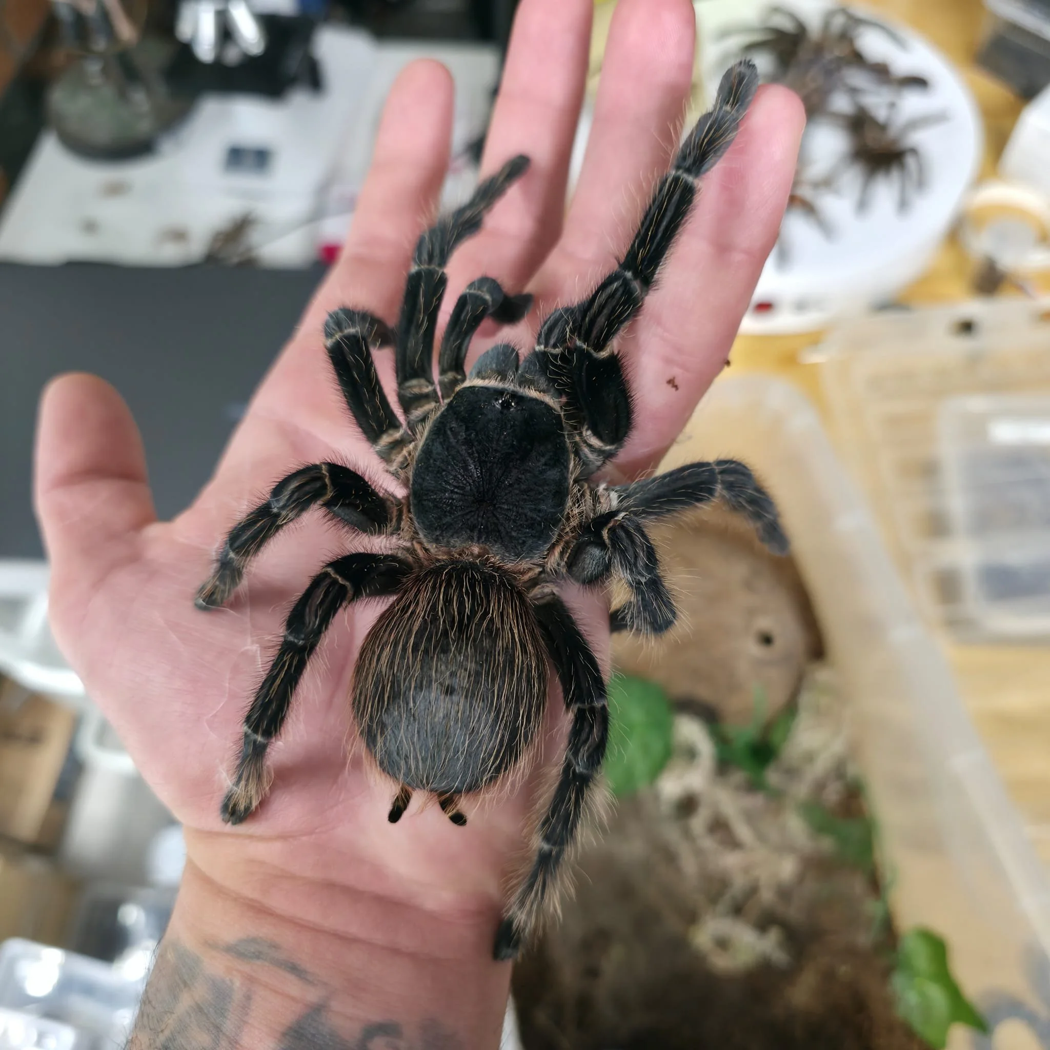 Lasiodora Parahybana Salmon Pink Birdeater Pair