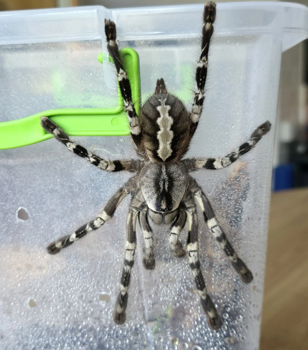 poecilotheria-regalis-indian-ornamental.jpg