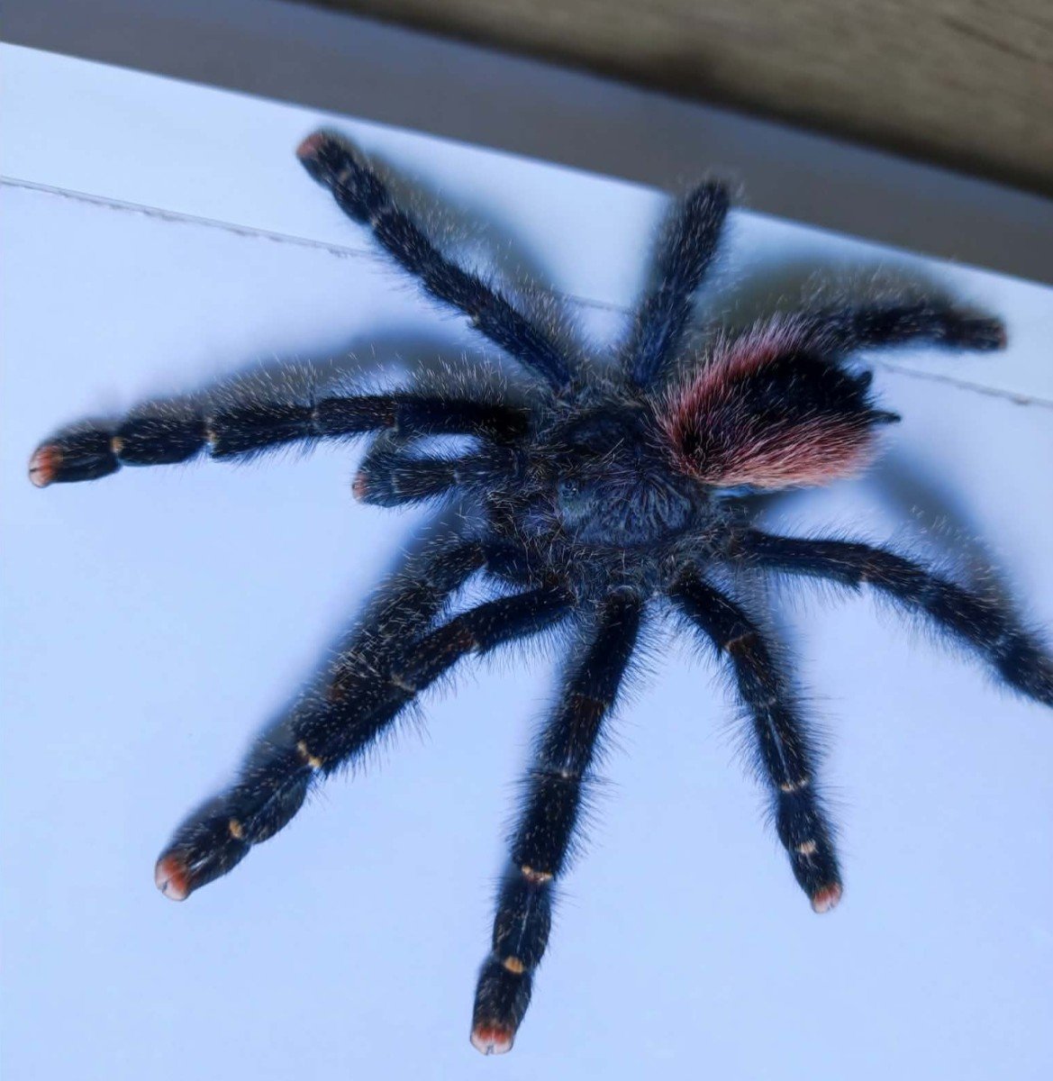 avicularia-peru-purple.jpeg