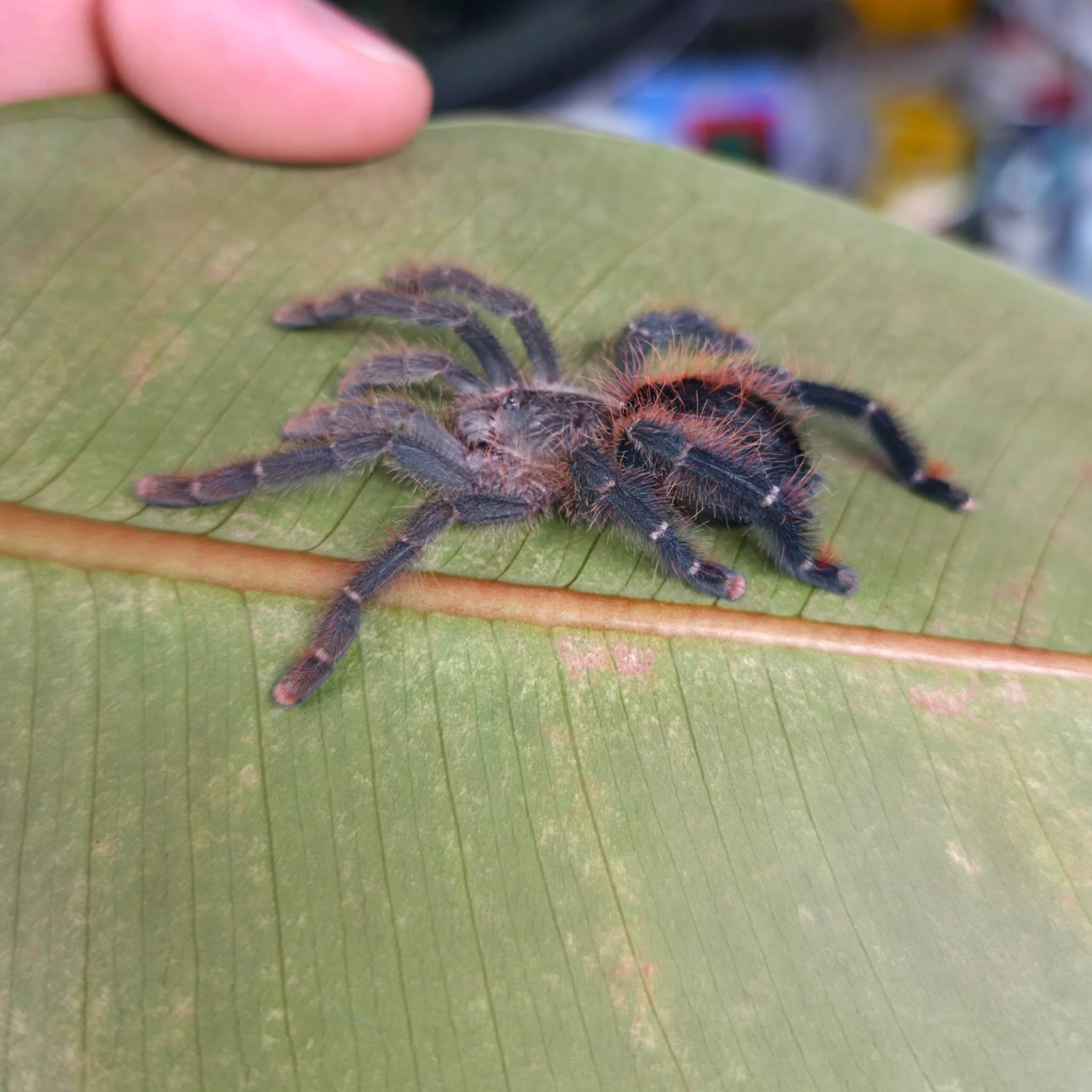 Avicularia-Lynnae-01.jpeg