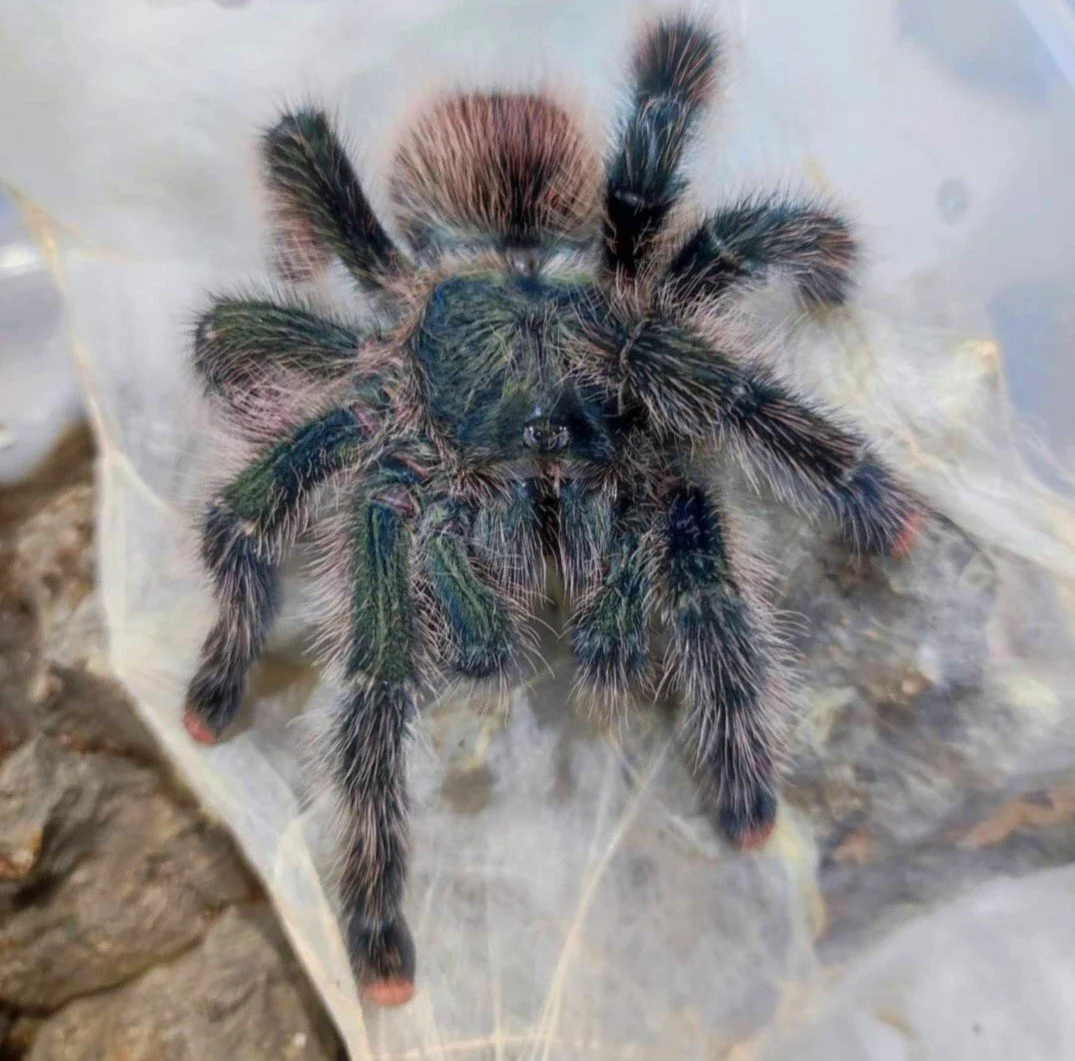 avicularia-sp-urticans-green-emerald-green-pink-toe-2.jpg