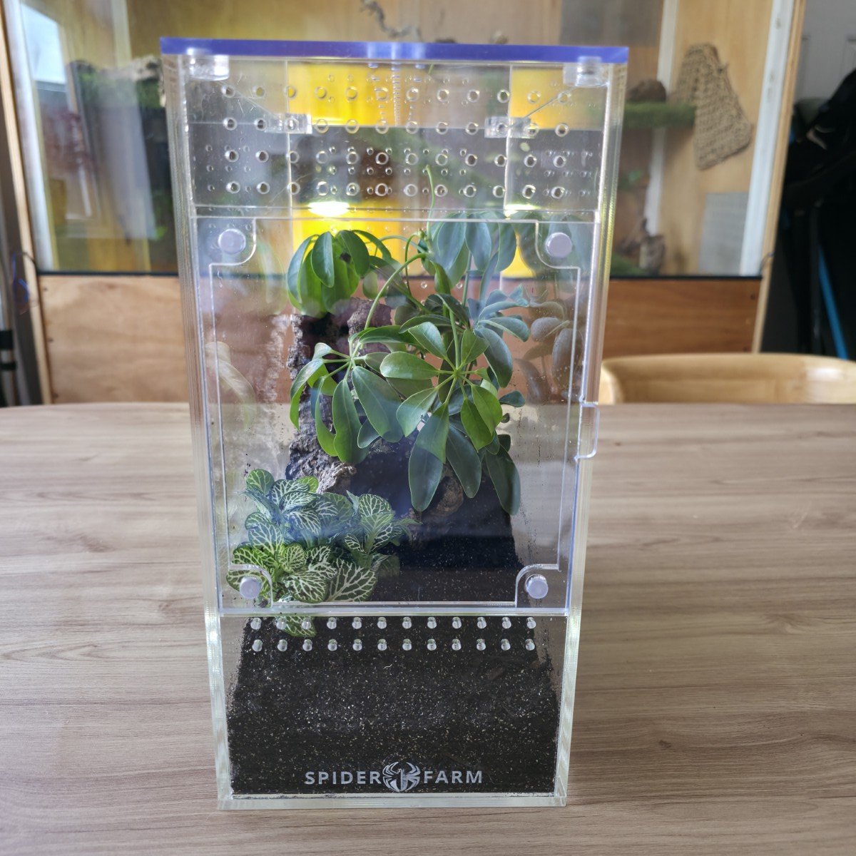 large-arboreal-acrylic-enclosure-15w-x-26d-x-30h-cm-3.jpg
