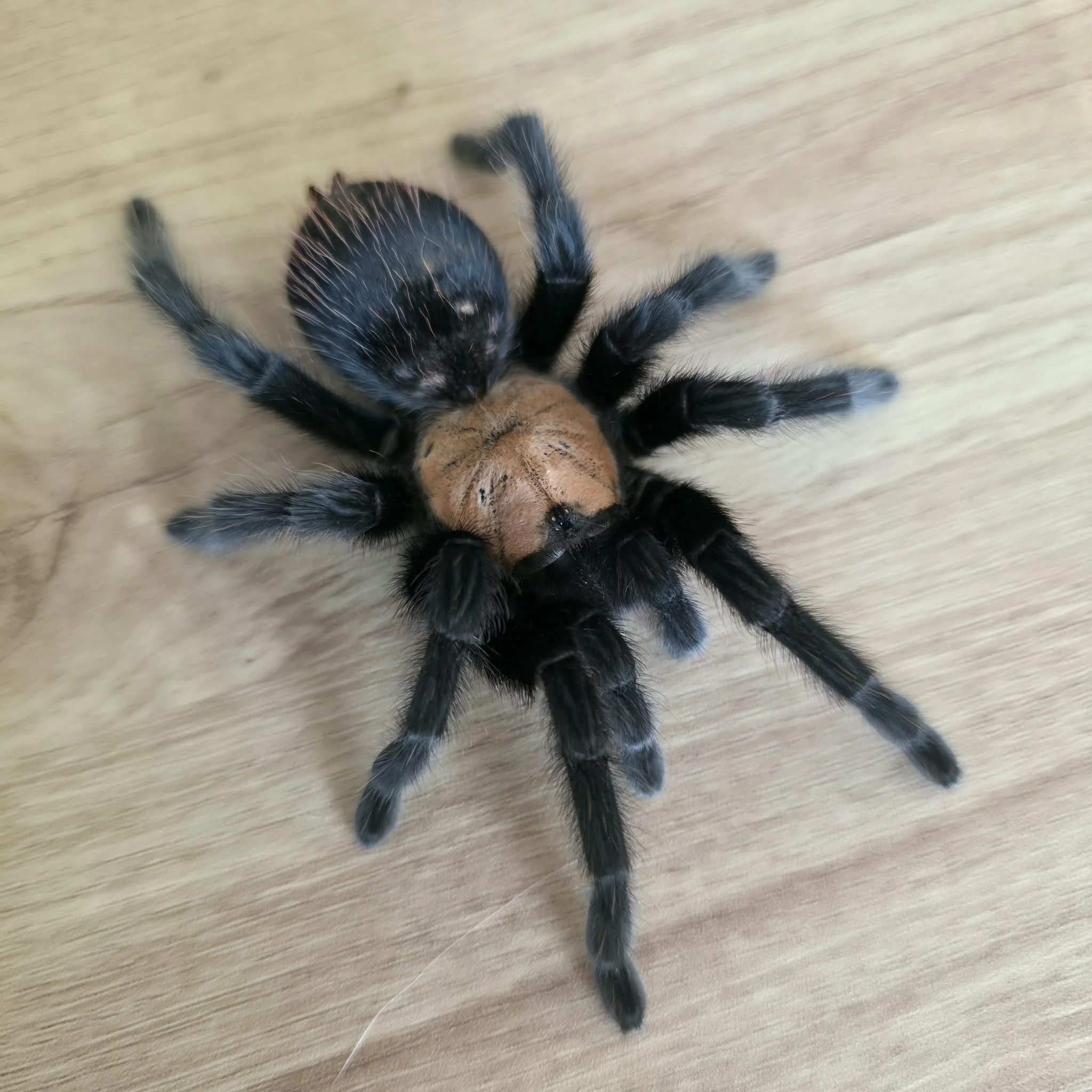 brachypelma-albiceps-2.jpeg