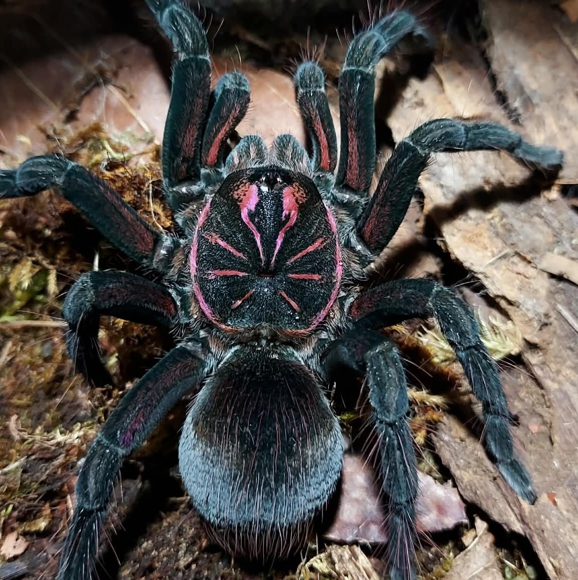 Pamphobeteus sp. Pema Sling 4-5cm