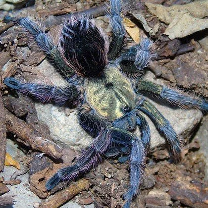 Euathlus manicata Green Sub-Adult Female - May 2026 Pre-Order