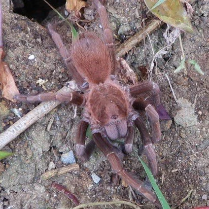 acanthoscurria-maga-antilles-pink-patch.jpg