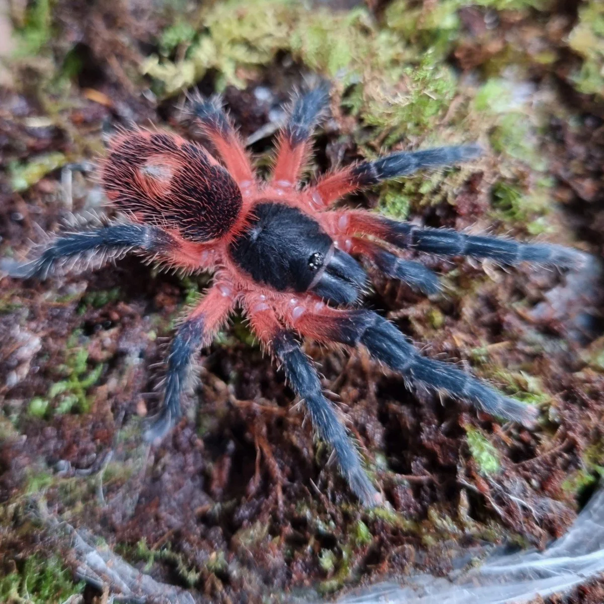 davus-sp-panama-lava-tarantula.jpg