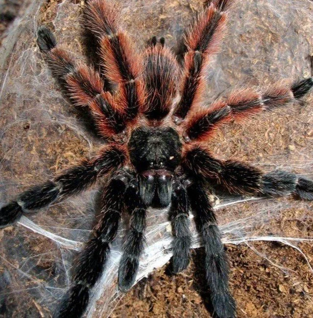 Close-up of a Psalmopoeus victori (Darth Maul) tarantula showing its orange-red and black colouration