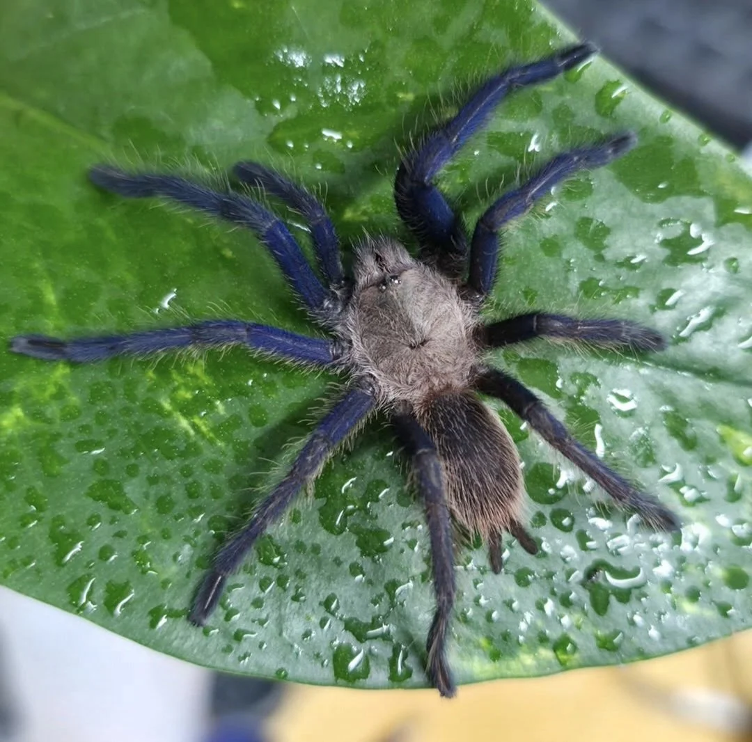 Chilobrachys sp. South Thailand Blue Juvenile Female 6-7cm