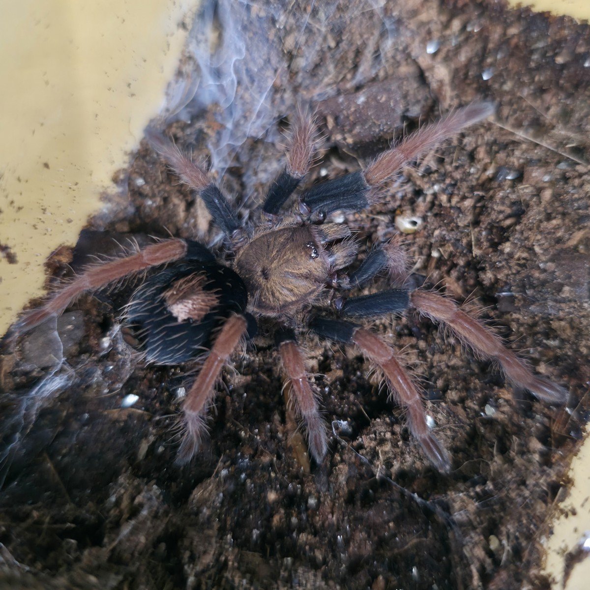 Cyriocosmus giganteus (Giant Dwarf Tarantula) Juvenile Female