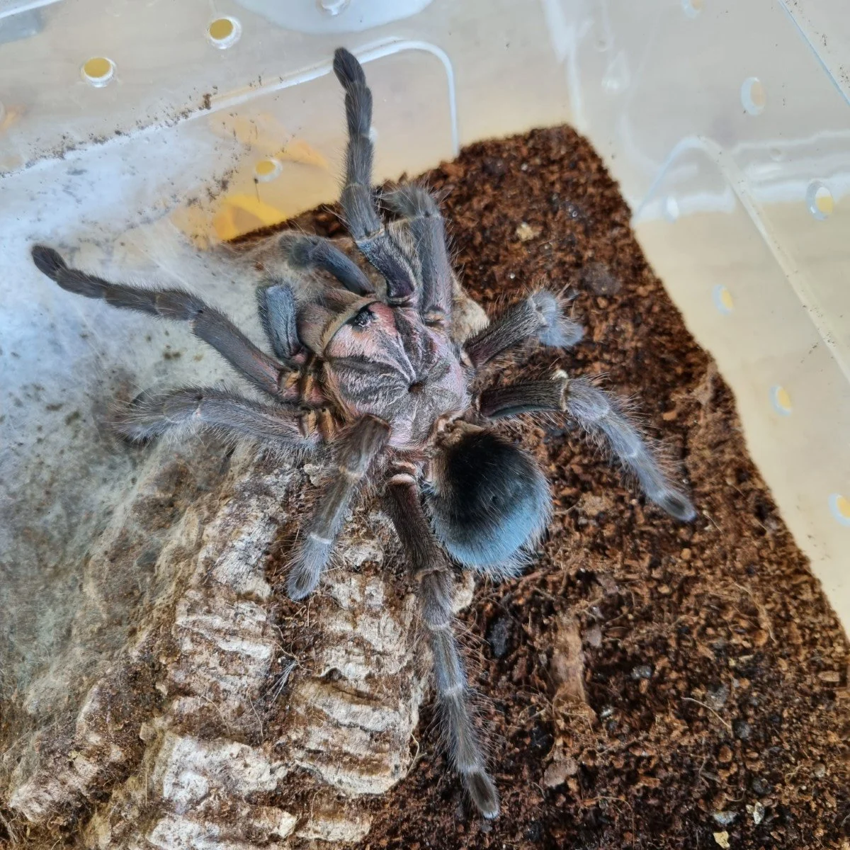 phormictopus-sp-greengold-carapace-2.jpg