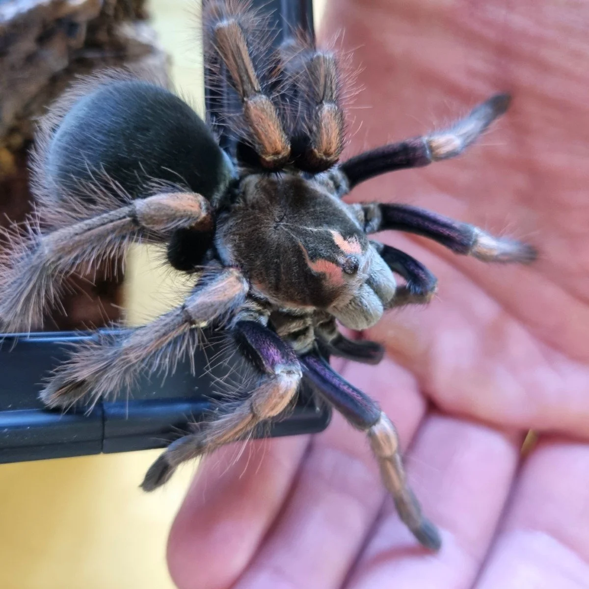 pamphobeteus-ultramarinus-ecuadorian-birdeater-2.jpg
