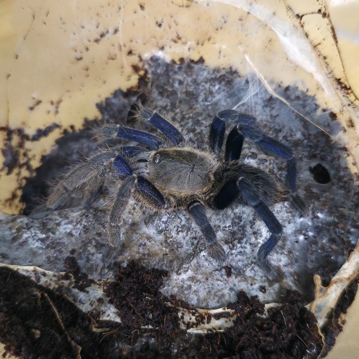 cyriopagopus-sp-cambodian-midnight-blue-2.jpg