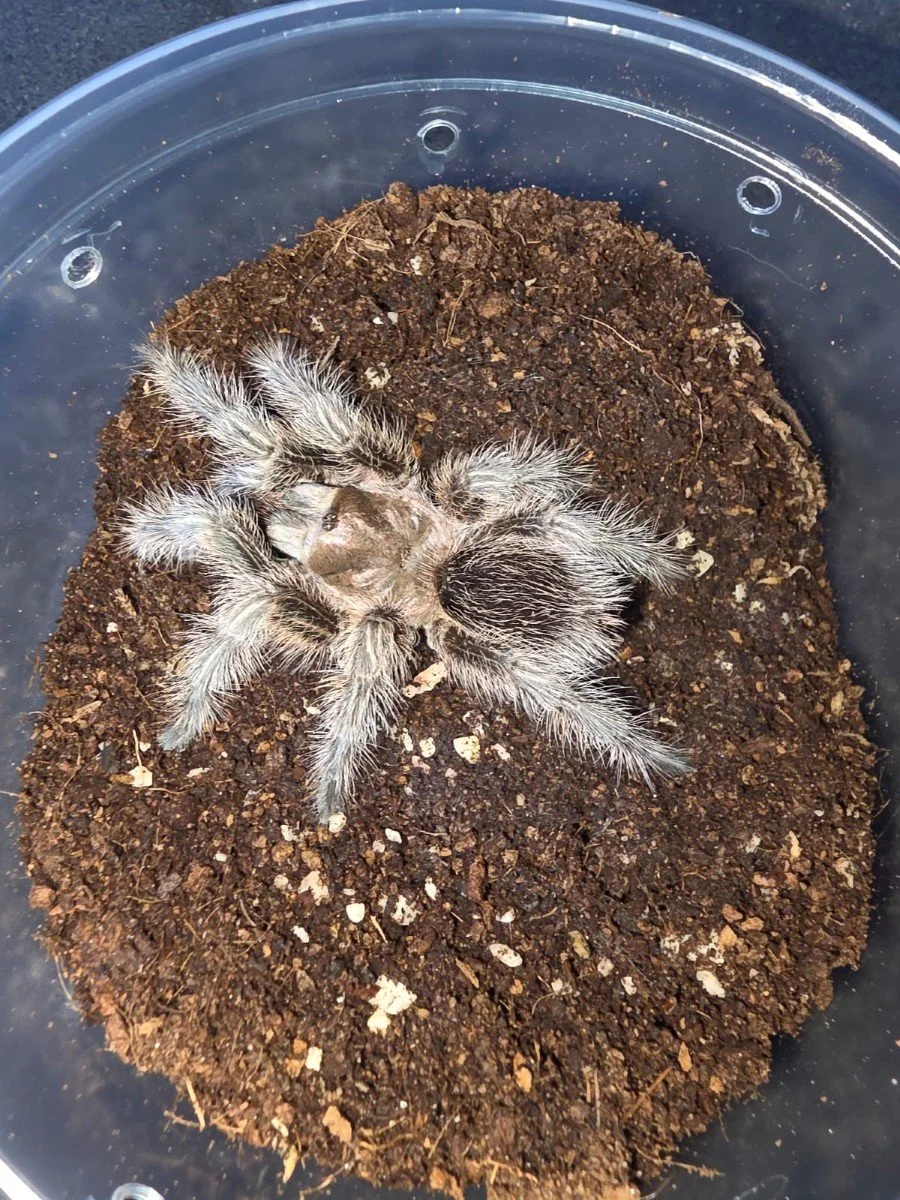 grammostola-sp-north.jpg