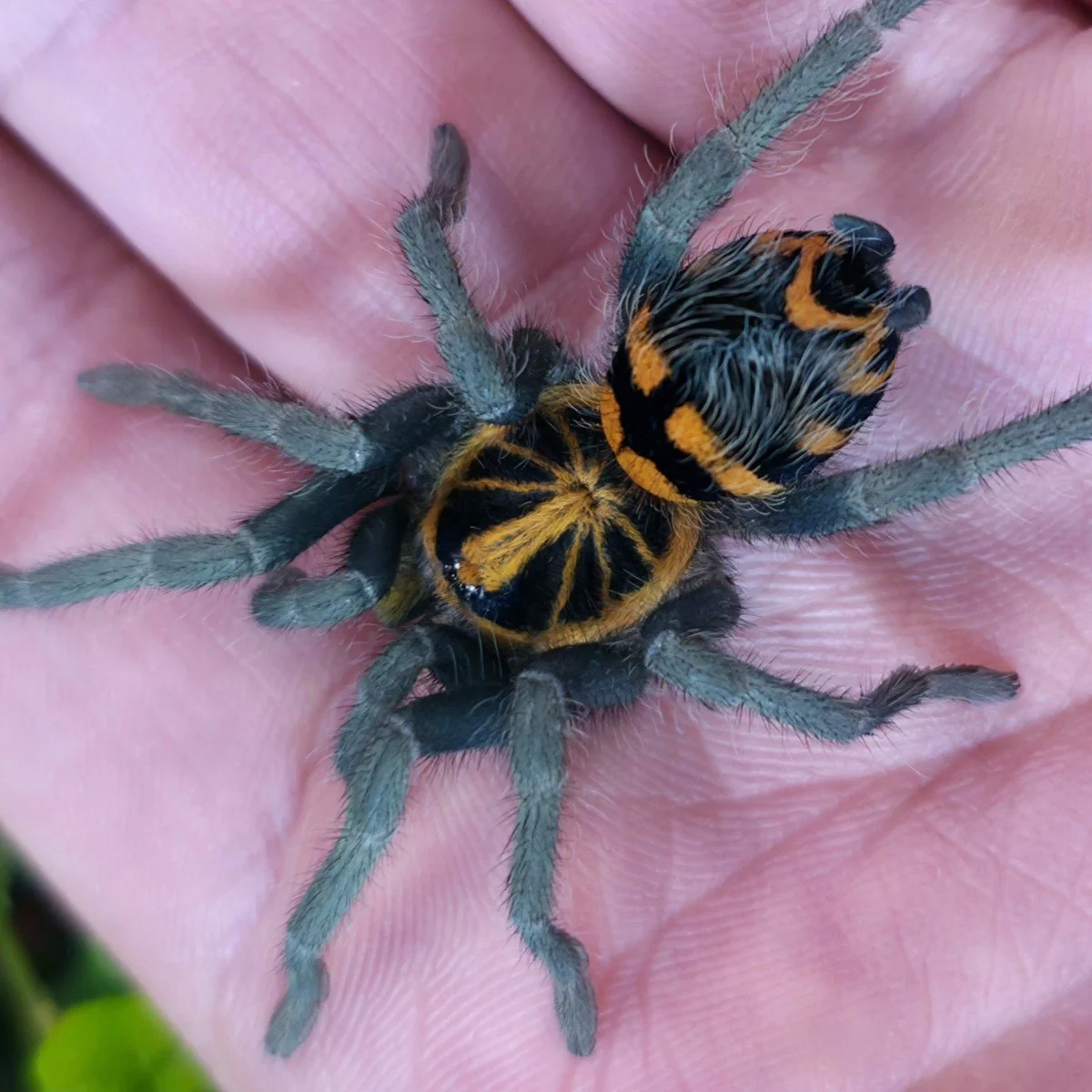 hapalopus-planetearth-ex-theraphosinae-sp-yasuni.jpg