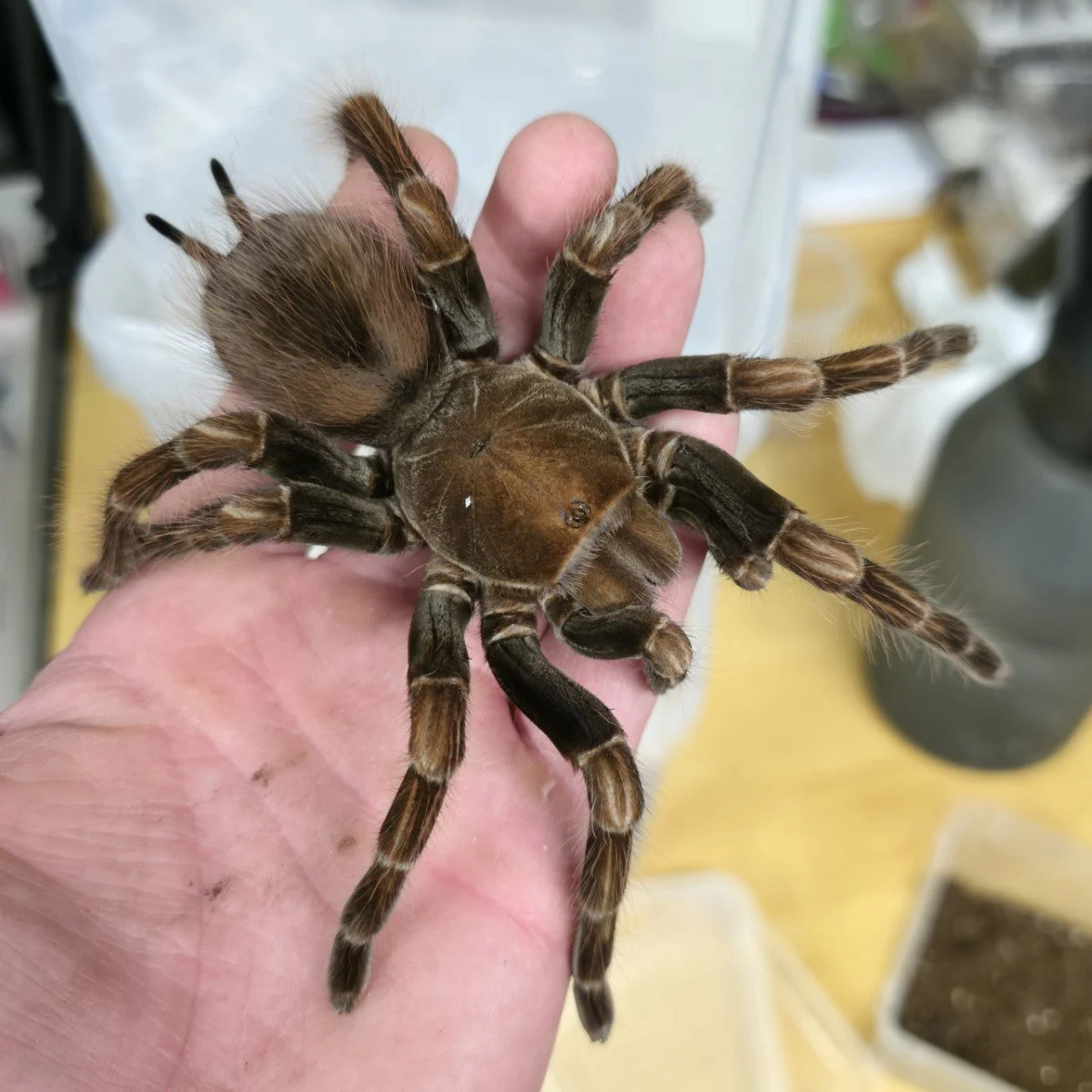 pamphobeteus-sp-dark-3.jpg