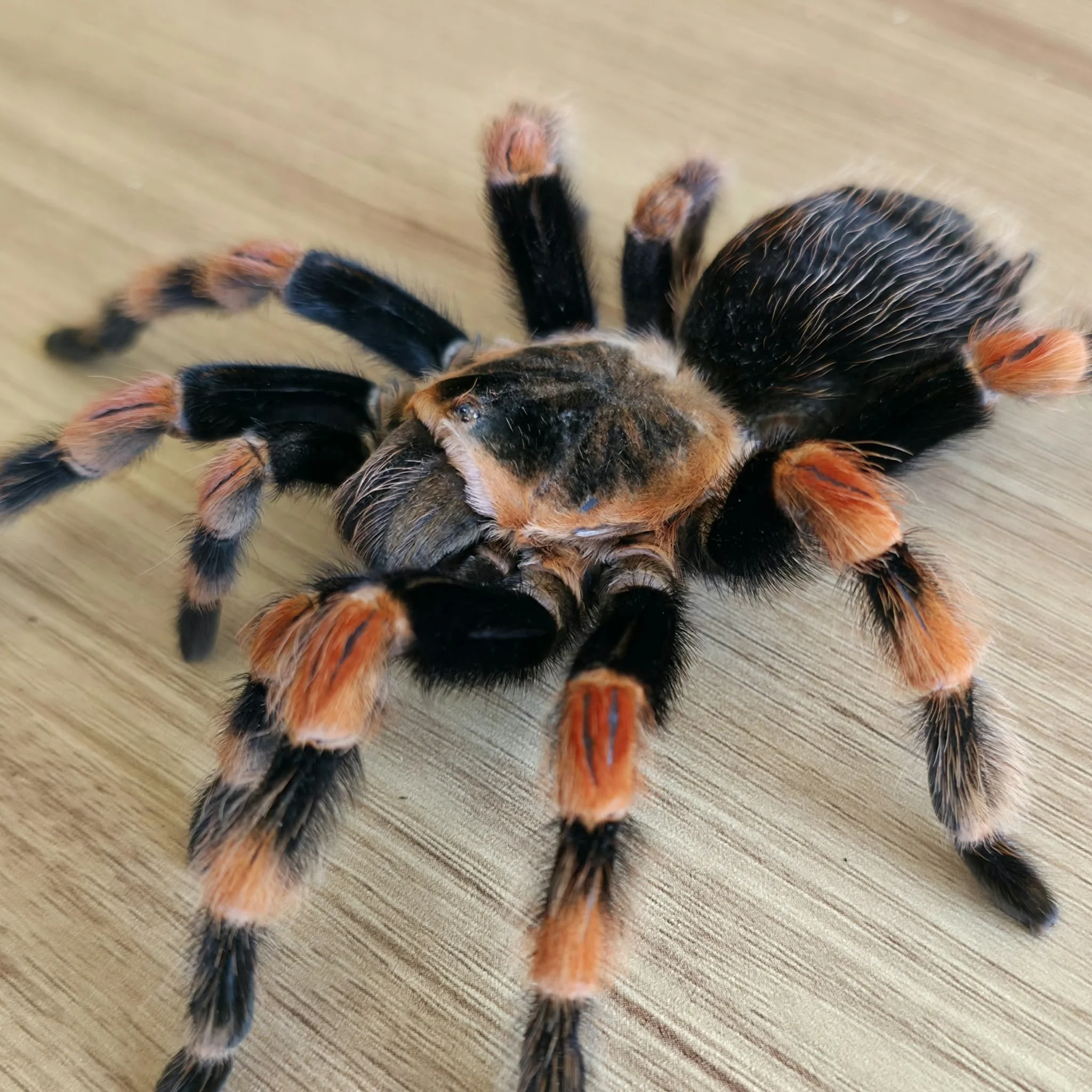 brachypelma-smithi-2.jpeg