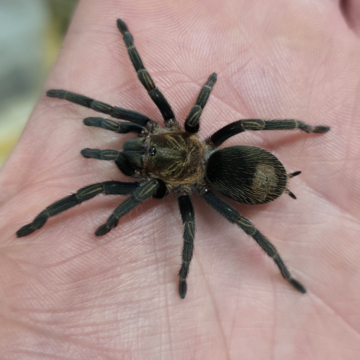 Thrixopelma sp. Purple Blue Juvenile 4cm