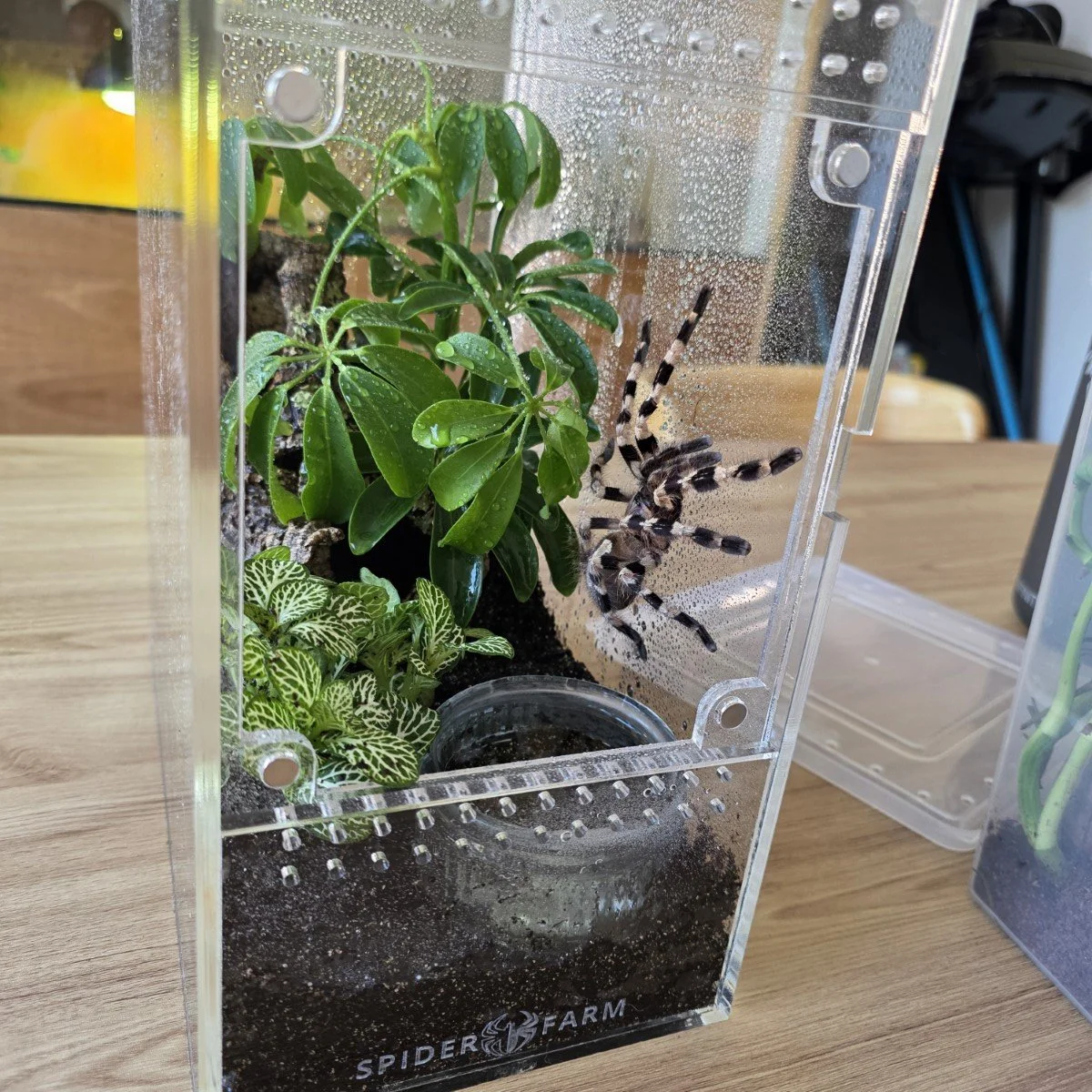 large-arboreal-acrylic-enclosure-15w-x-26d-x-30h-cm-11.jpg