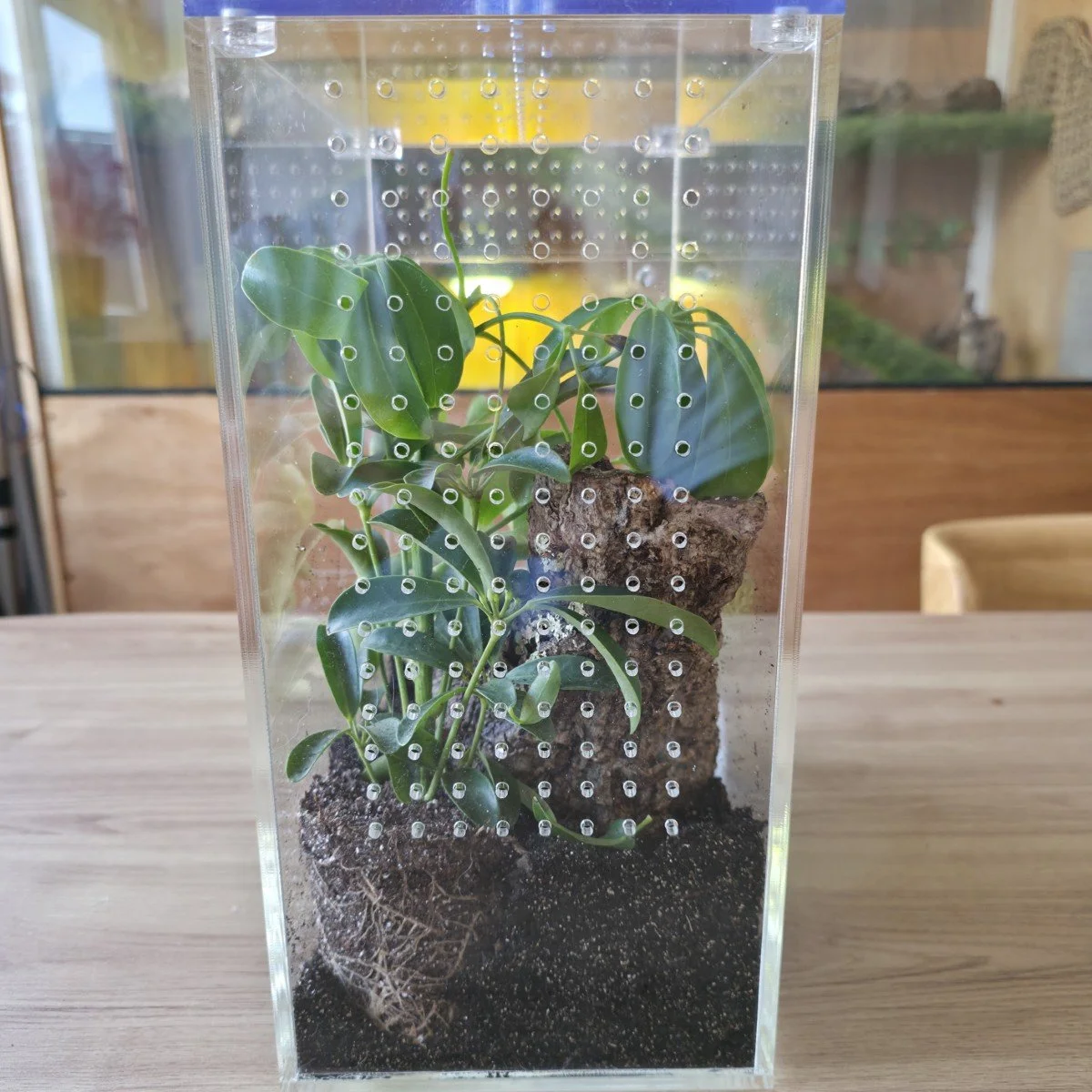 large-arboreal-acrylic-enclosure-15w-x-26d-x-30h-cm-6.jpg