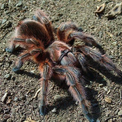 Grammostola rosea (Red Colour Form) Sling 1cm