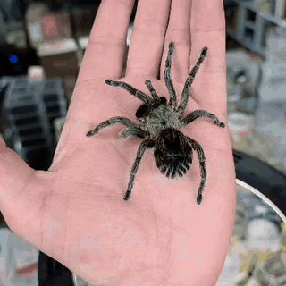 Euathlus manicata Green Sub-Adult Female