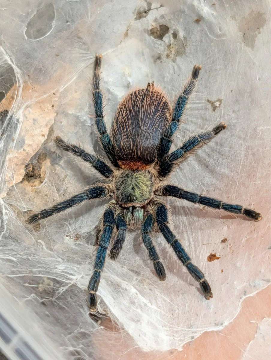 dolichothele-diamantensis-brazilian-blue-dwarf-2.jpeg