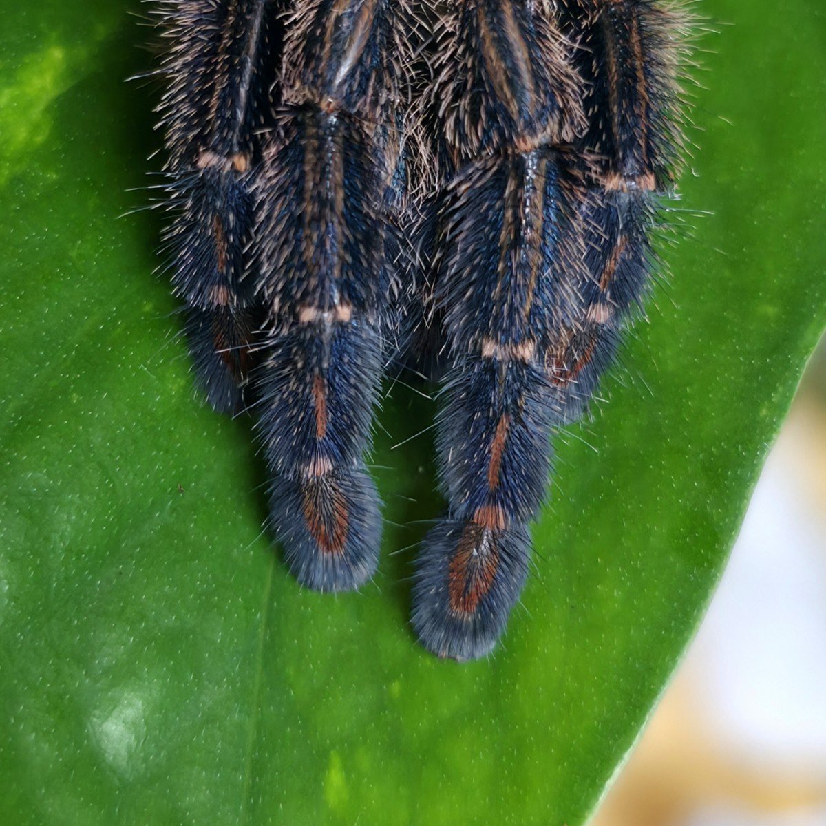 ybyrapora-diversipes-amazon-sapphire-pink-toe-5.jpg