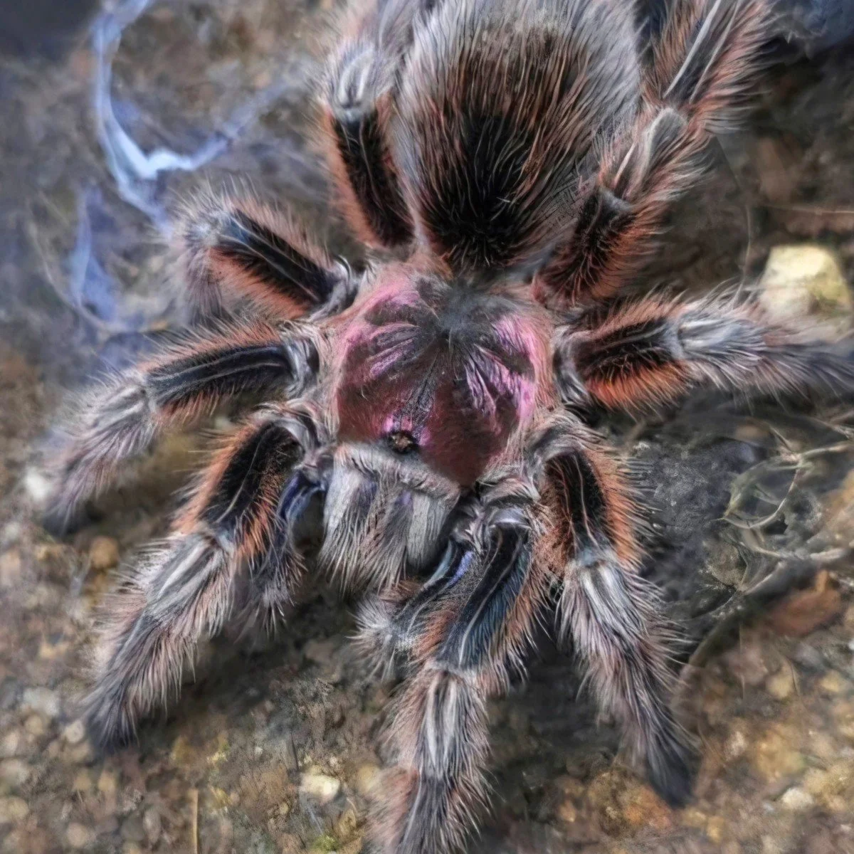 Grammostola rosea red (Bulk of 10) Sling 2cm