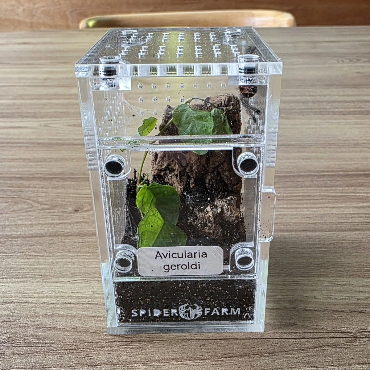 Arboreal Acrylic Sling Enclosure (6W x 7D x 9.5H cm)
